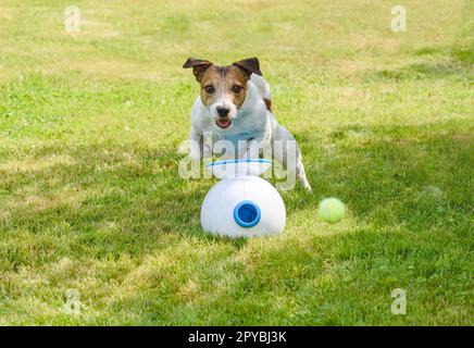 Dog playing with ball launcher best sale