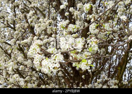 Detail of the flowers of Callery pear (Pyrus calleryana). It is an endemic species of China and Vietnam. Stock Photo