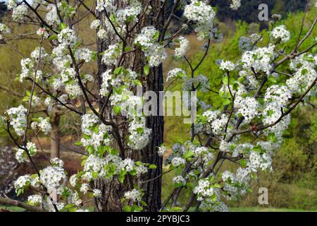 Detail of the flowers of Callery pear (Pyrus calleryana). It is an endemic species of China and Vietnam. Stock Photo