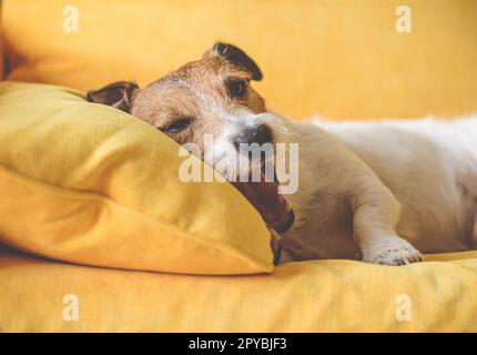 Sleepy dog yawns before falling asleep on sofa pillow Stock Photo