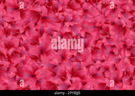 Blurred background made of autumn red and pink leaves of wild berries Stock Photo