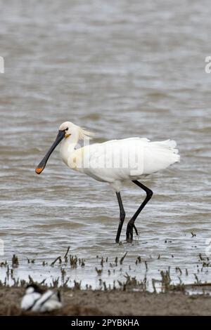 Eurasian Spoonbill (Platalea leucorodia) Cley Norfolk UK GB April 2023 Stock Photo