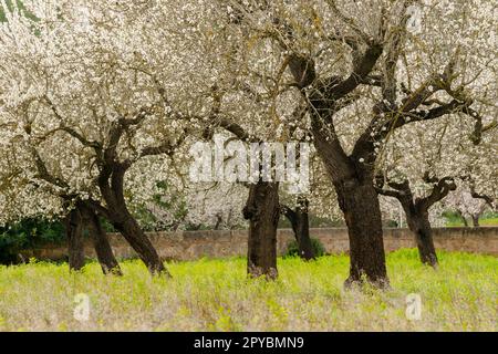 almendros en flor, S' Esglaieta, Esporlas, mallorca, islas baleares, españa, europa Stock Photo