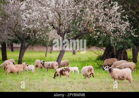 almendros en flor, S' Esglaieta, Esporlas, mallorca, islas baleares, españa, europa Stock Photo