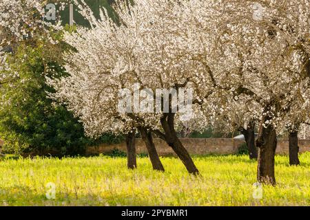 almendros en flor, S' Esglaieta, Esporlas, mallorca, islas baleares, españa, europa Stock Photo