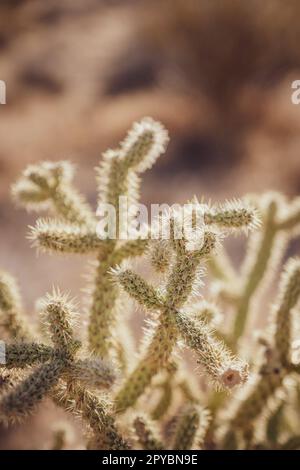 Closeup of a pencil cholla cactus (Cylindropuntia leptocaulis) in the Mojave Desert Stock Photo