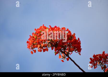 Caesalpinia pulcherrima. Also called poinciana, peacock flower, red bird of paradise, Mexican bird of paradise, dwarf poinciana, pride of Barbados Stock Photo