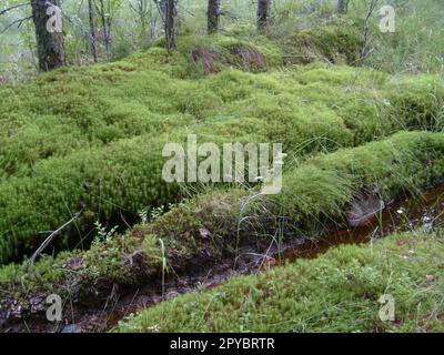 Track in the swamp from the wheels of an SUV. Trace from a passing car. Wet land in the northern forest with water pits. Vegetation, duckweed and grass characteristic of taiga Stock Photo