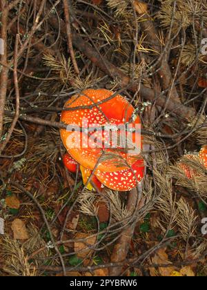 Fly agaric. Several mushrooms with red hats and white dots. Forest mushrooms under dry spruce branches. Autumn wet fallen leaves on the ground. Poisonous mushrooms. Danger to life and health. Stock Photo