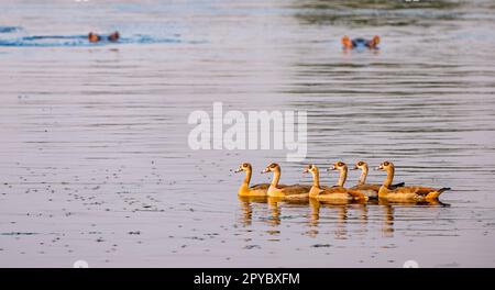 A group of Egyptian geese (Alopochen aegyptiaca) watched by submerged hippos (Hippopotamus amphibius), Okavanga Delta, Botswana, Africa Stock Photo