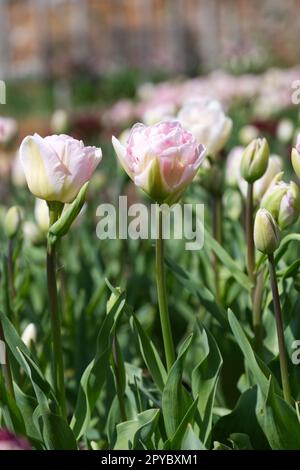 Double, pale pink spring flowers of tulip, Tulipa Angelique in UK garden April Stock Photo