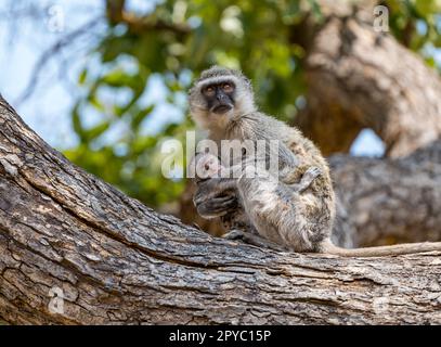 A vervet monkey holding a baby (Chlorocebus pygerythrus) sitting on a tree branch, Okavanga Delta, Botswana, Africa Stock Photo