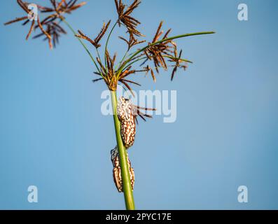 Angolan Reed Frog (Hyperolius parallelus Stock Photo - Alamy