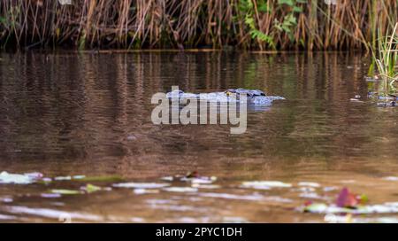 A Nile crocodlie (Crocodylus niloticus) submerged in a river, Okavanga Delta, Botswana, Africa Stock Photo