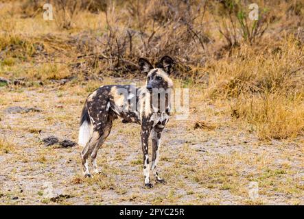 An African wild dog, hunting dog,  painted dog or painted wolf (Lycaon pictus), Okavanga Delta, Botswana, Africa Stock Photo