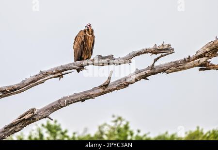 A hooded vulture (Necrosyrtes monachus) perched in a tree, Okavanga Delta, Botswana, Africa Stock Photo