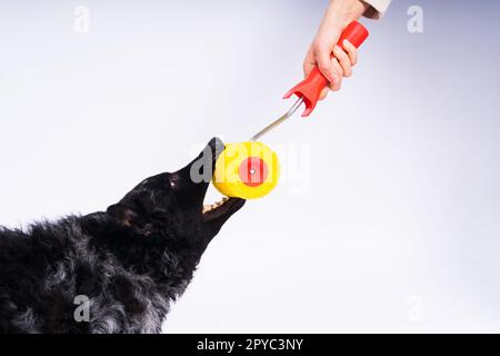 Man painting his dog doing renovation work in room. Good relationship between a dog and his owner Stock Photo