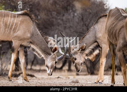 Two male kudu locking horns fighting in the Kalahari Desert, Botswana, Africa Stock Photo