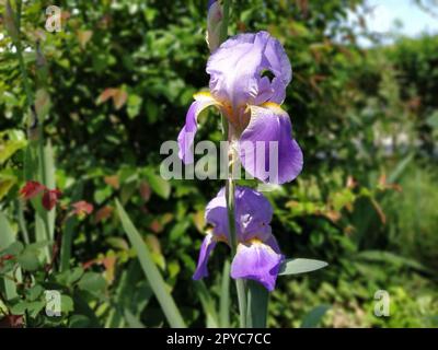 Beautiful purple iris with a white middle. Curved graceful bright flower petals. Green blurred background. Breeding grade of iris. Large blooming bud. Thin long leaves Stock Photo