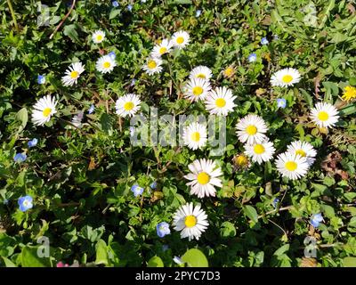 White daisies on the lawn on a spring day. Short stems, only green grass coming out of the ground. The first spring steps. Lawn with flowers. Soil with clay. Close-up. Green grass and clover leaves. Stock Photo