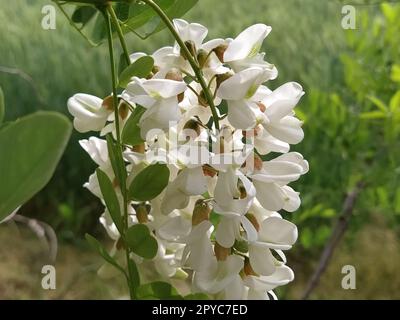 Flowers of White Acacia. Robinia pseudoacacia, commonly known in its native territory as black locust. White fragrant flowers like a good honey plant. Close up Stock Photo