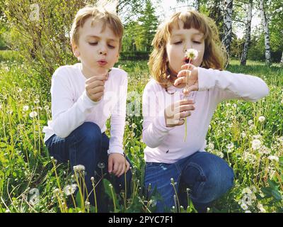 Boy and girl on the grass. Cute children pick meadow flowers and blow on dandelion seeds. Kids are wearing white blouses and blue jeans Stock Photo