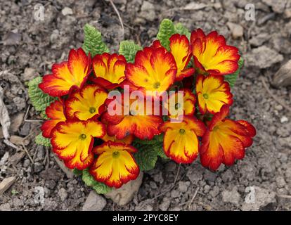 Orange and yellow English Primrose - Latin name - Primula Polyanthus hybrids Stock Photo