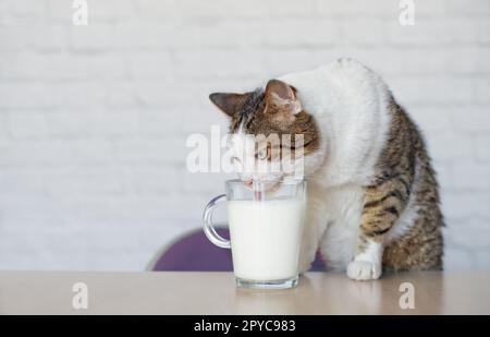 Old tabby cat drinks milk from a cup on the table. Stock Photo