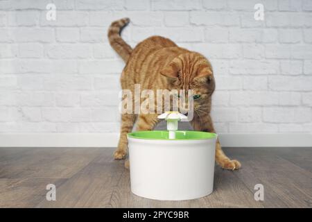 Thirsty ginger cat looking curious to a pet drinking fountain. Stock Photo