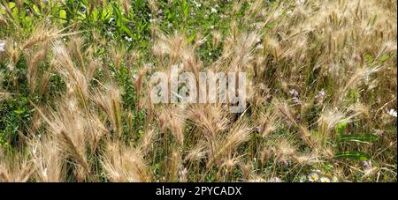 hordeum murinum aka wall barley or false barley grass plant Stock Photo