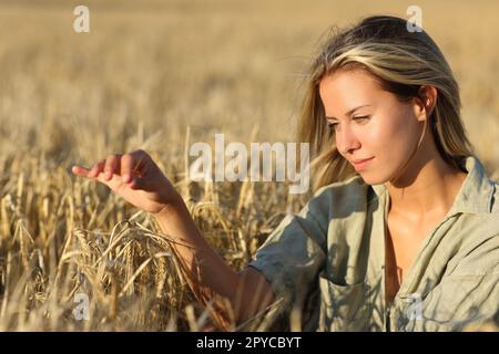 Woman touching barley in a field Stock Photo