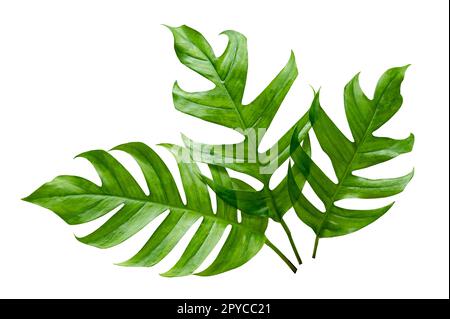 tropical jungle monstera leaves isolated on a white background Stock Photo