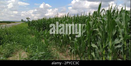 Farm field with growing corn under blue sky with dark clouds Stock Photo