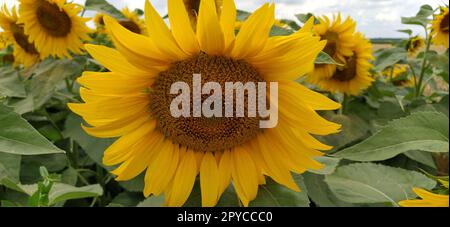 Field of blooming sunflowers. Beautiful yellow large flowers with a dark middle. Agricultural concept. Large green leaves with yellow pollen fallen on them. Landscape or panorama Stock Photo