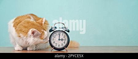 Funny tabby cat looking curious to a retro alarm clock on the table. Panoramic image with copy space. Stock Photo