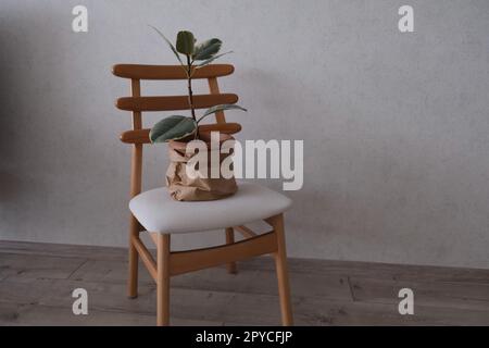 Rubber plant, Ficus Plant in a pot covered with paper bag on a wooden white chair, Ficus Elastica or Rubber Plant. Stock Photo