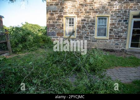 Cut tree branches with leaves in the front yard of an old stone house. Stock Photo