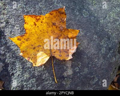 Autumn yellow tulip tree leaf off center on gray rock with copy space Stock Photo