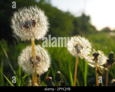 white fluffy dandelions. Several flowers. Dandelions are in the breeding phase. Counter-light Stock Photo