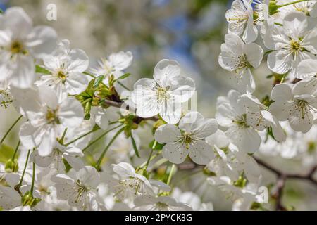 Blooming cherry tree in the city on the background of the cloudless blue sky. Spring seasonal of growing plants. Gardening concept, floral style Stock Photo