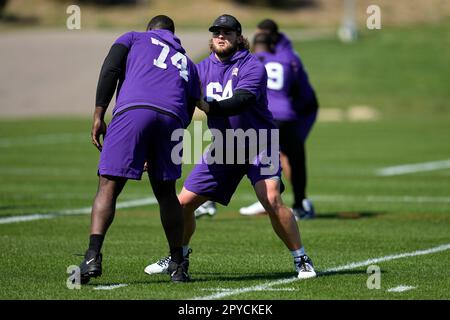 Minnesota Vikings offensive tackle Blake Brandel (64) blocks during the  second half of an NFL football game against the Arizona Cardinals, Sunday,  Oct. 30, 2022, in Minneapolis. (AP Photo/Abbie Parr Stock Photo - Alamy