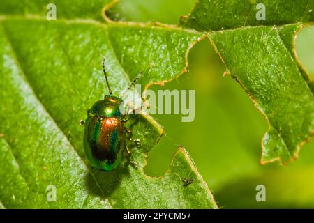 Cetonia aurata called the rose chafer Stock Photo