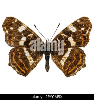 Map butterfly (Araschnia levana) Stock Photo