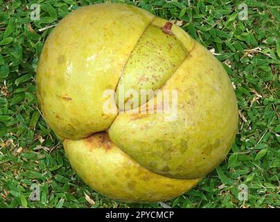 Huge Chalta fruit, called  elephant apple on the Seychelles Stock Photo