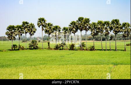 Palm trees lined up in sn agricultural field filled with rice crops against blue sky in the background. Stock Photo