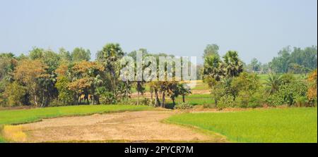 Trees lined up in an agriculture field panoramic view. Rural Indian Landscape Scenery. West Bengal India South Asia Pacific Stock Photo