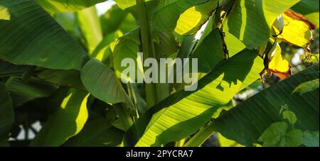 beautiful bright green banana leaves against the blue sky. Tropical motives. Holiday concept under palm trees Stock Photo