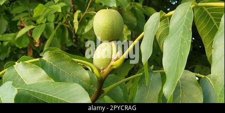 ripening walnuts on a branch. Two nuts in green skin. Walnut tree. Harvest. Stock Photo