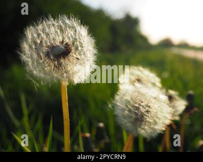 white fluffy dandelions. Several flowers. Dandelions are in the breeding phase. Counter-light Stock Photo