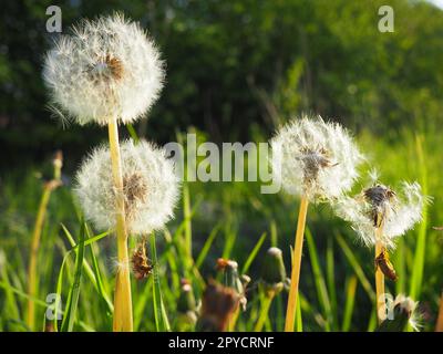 white fluffy dandelions. Several flowers. Dandelions are in the breeding phase. Counter-light Stock Photo